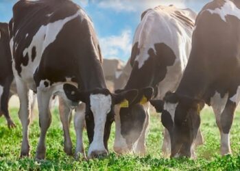Mastellone Hnos. se convierte en la primera empresa argentina y de la región en obtener el sello de bienestar animal para sus productos