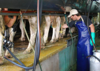 Mastellone Hnos. destaca el rol estratégico de los productores y tamberos dentro de la cadena láctea