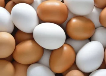 Alerta por ingreso masivo de huevos ilegales desde países vecinos