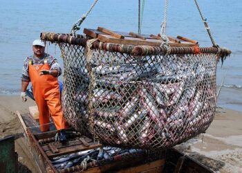 La peor crisis de la pesca en la Argentina