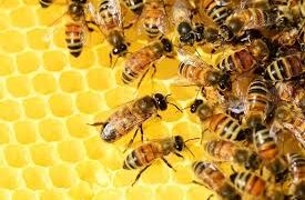 Las exportaciones apícolas alcanzaron el mayor volumen de los últimos 7 años