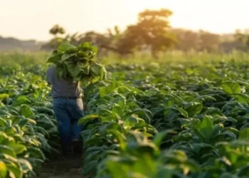 Tabacaleros acordaron un 35% de aumento