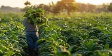 Tabacaleros acordaron un 35% de aumento